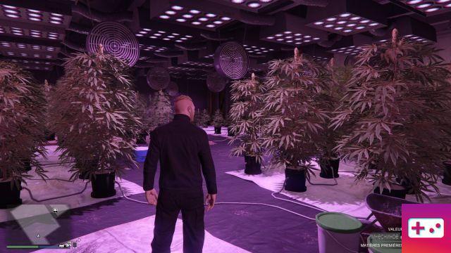 GTA 5 Online: Cannabis farm, how to buy the production site?