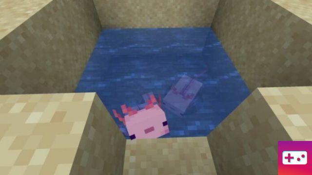 Como criar um Axolotl no Minecraft