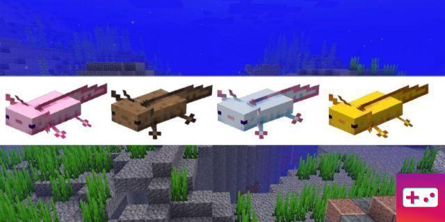 All colors of Axolotl in Minecraft